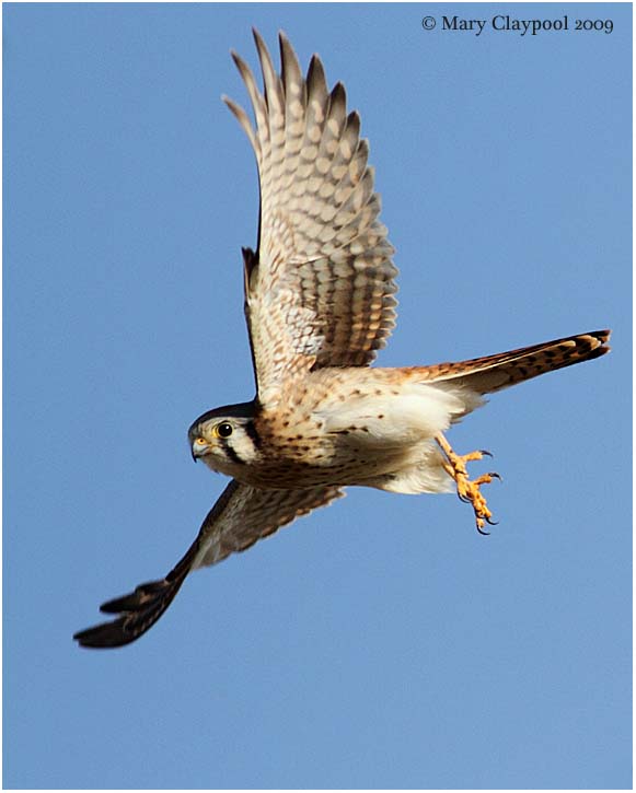 American Kestrel