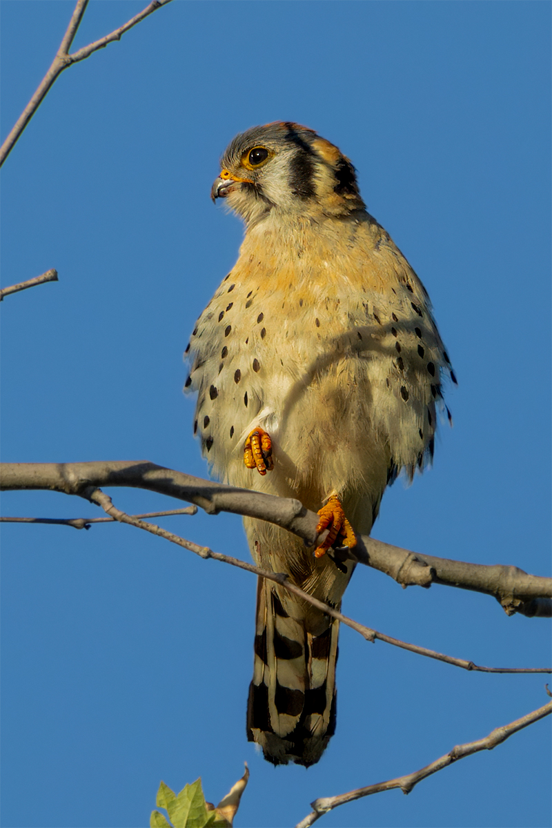 American Kestrel