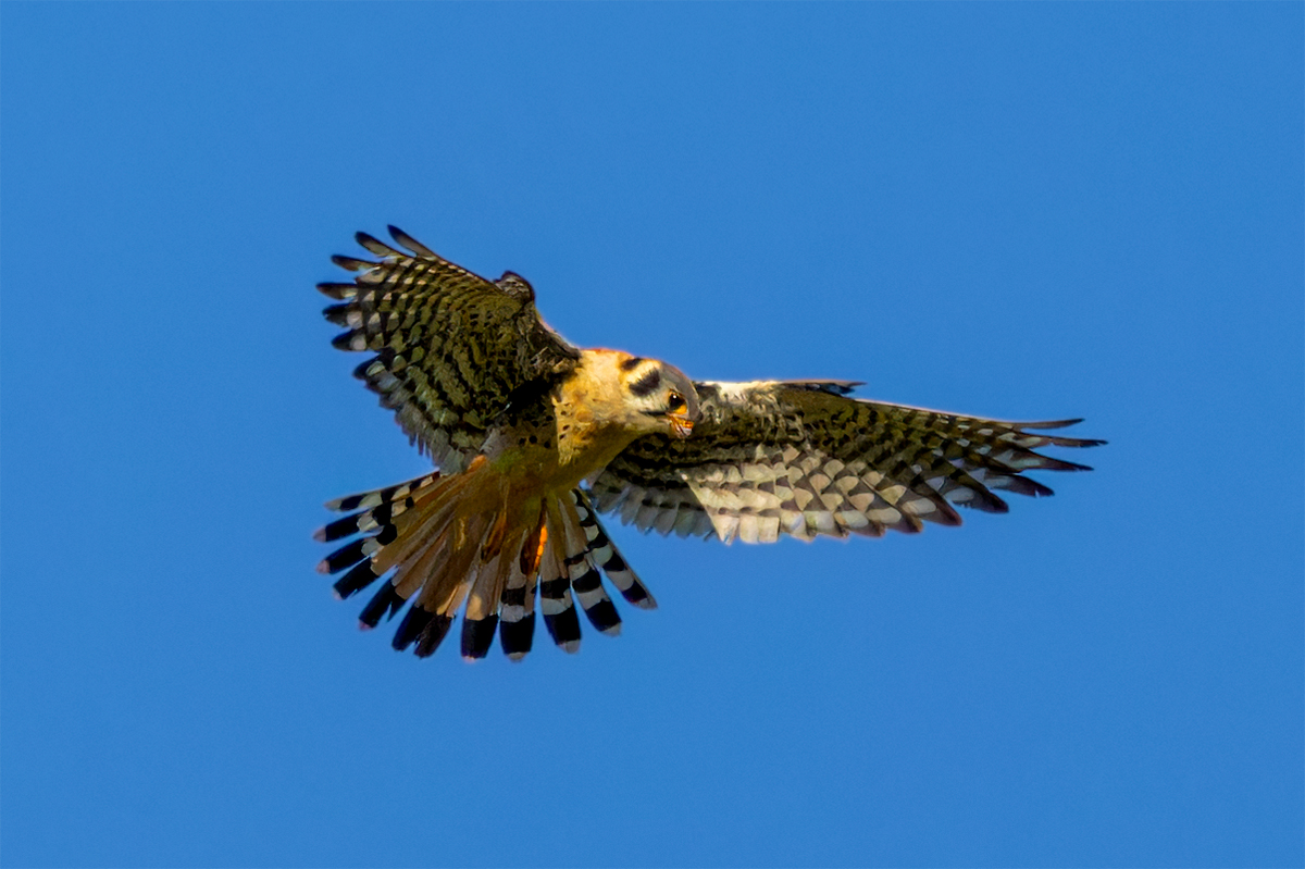 American Kestrel