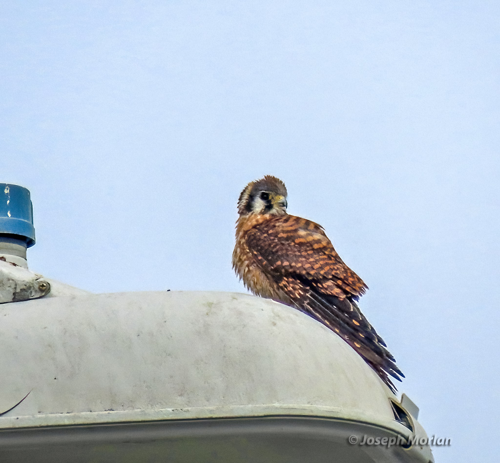 American Kestrel