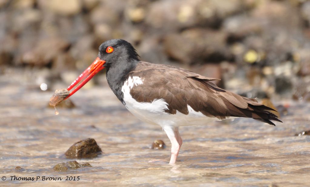 American Oystercatcher