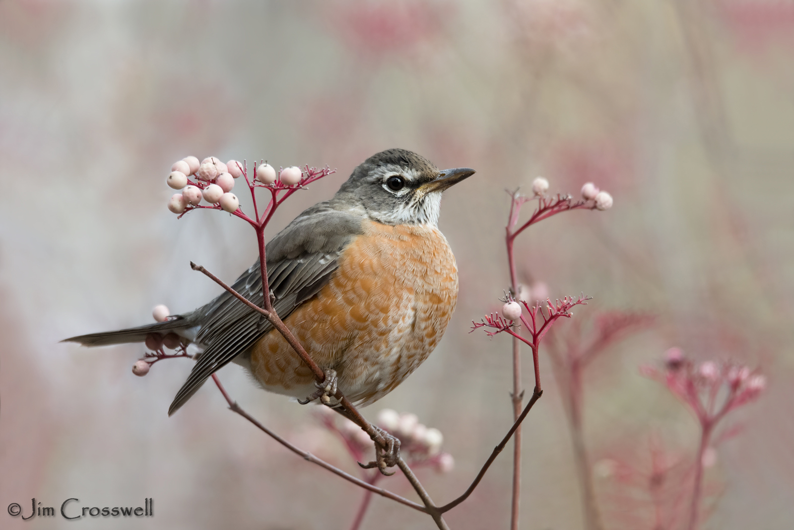 American Robin