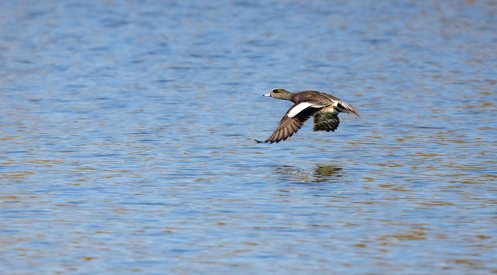 American Wigeon (male).jpg