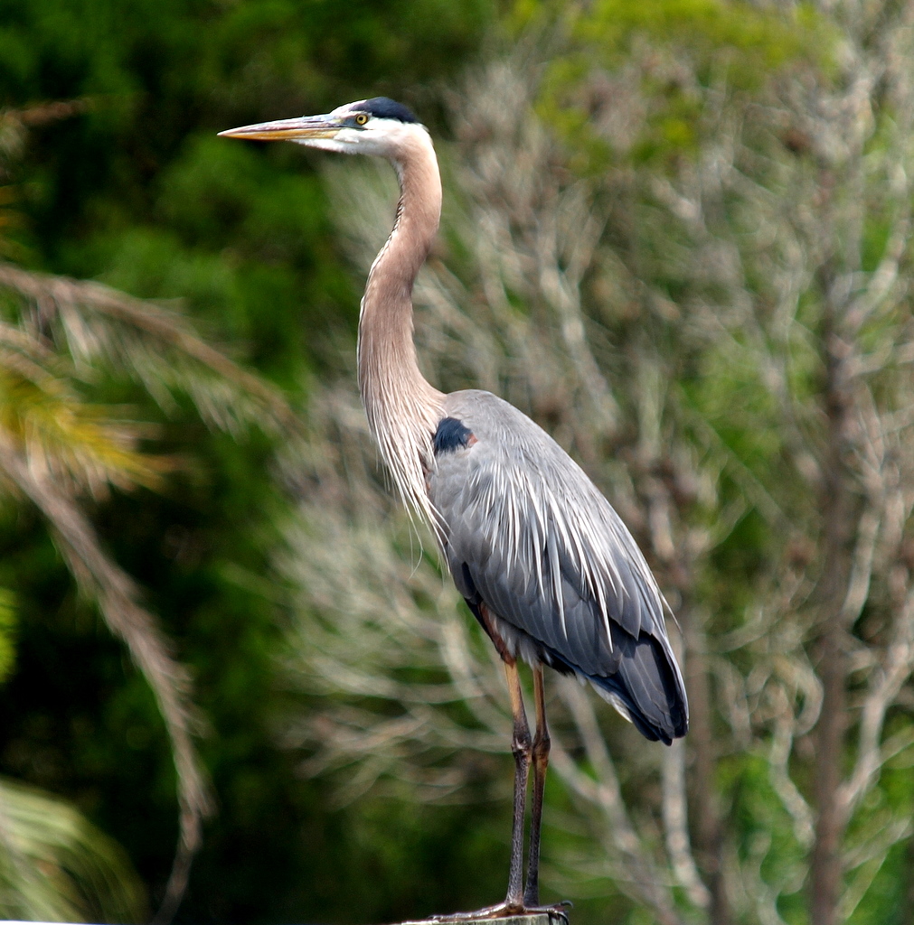 Anderson Park Florida 1