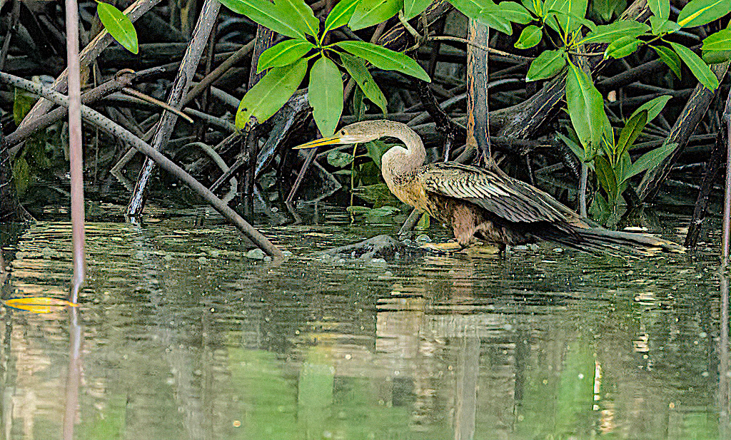 Anhinga