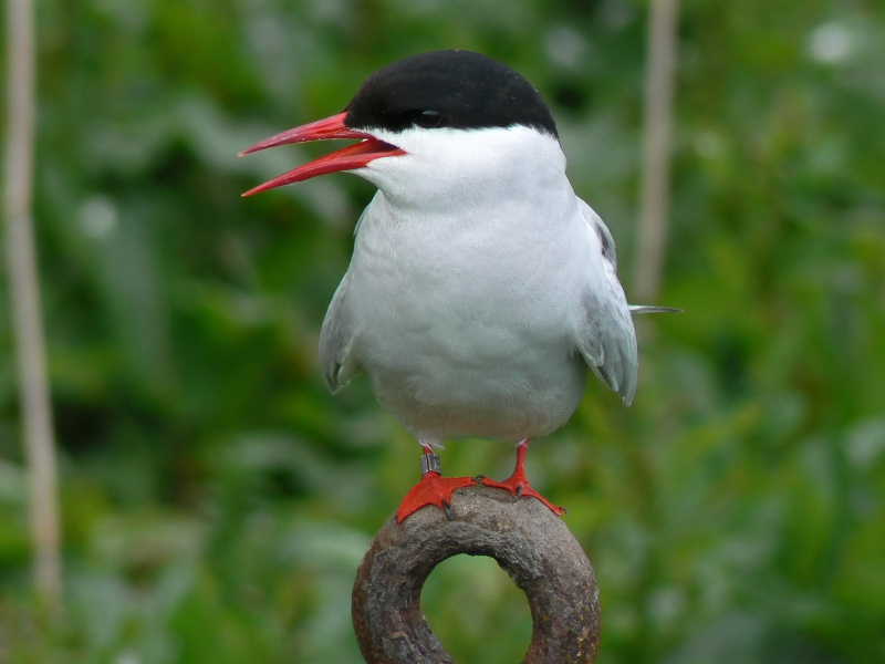 Arctic Tern