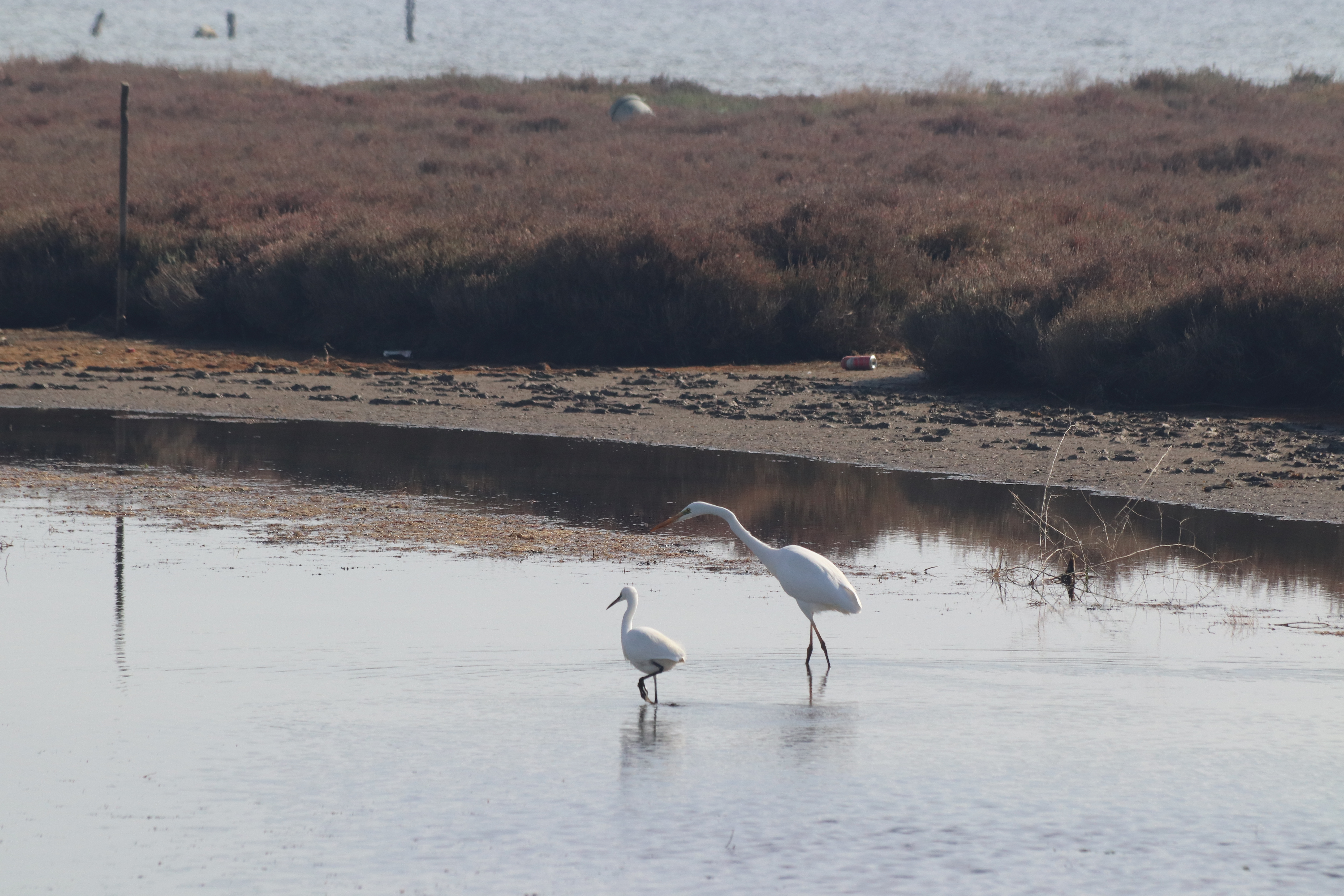 Ardea alba