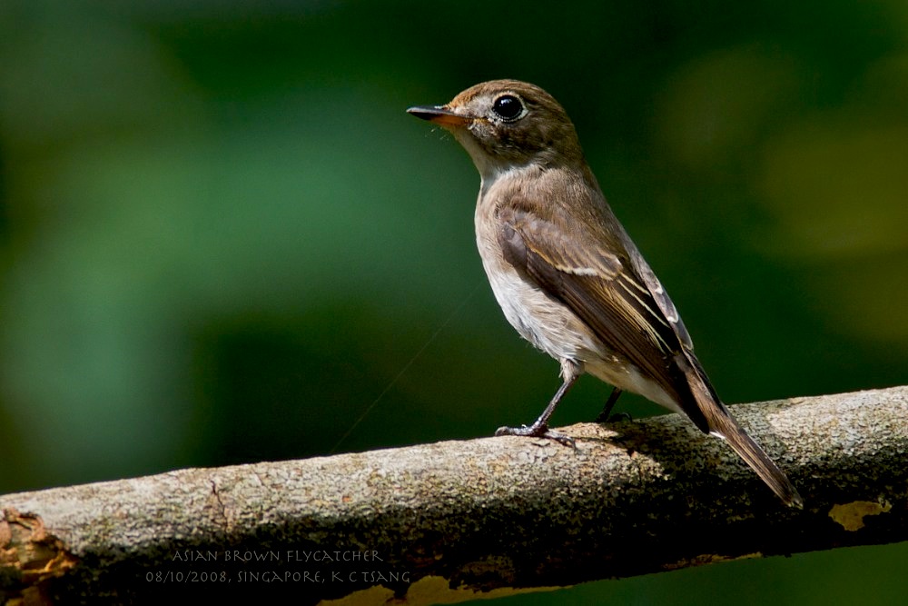 Asian Brown Flycatcher