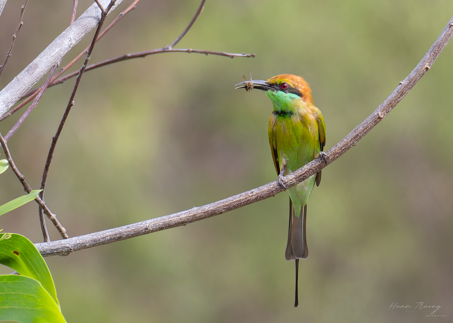 Asian Green Bee-eater eating a bee