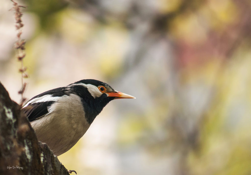 Asian Pied Starling