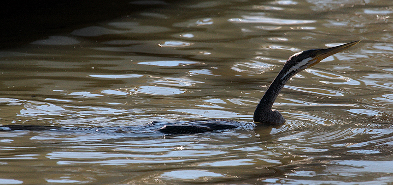 Australian Darter