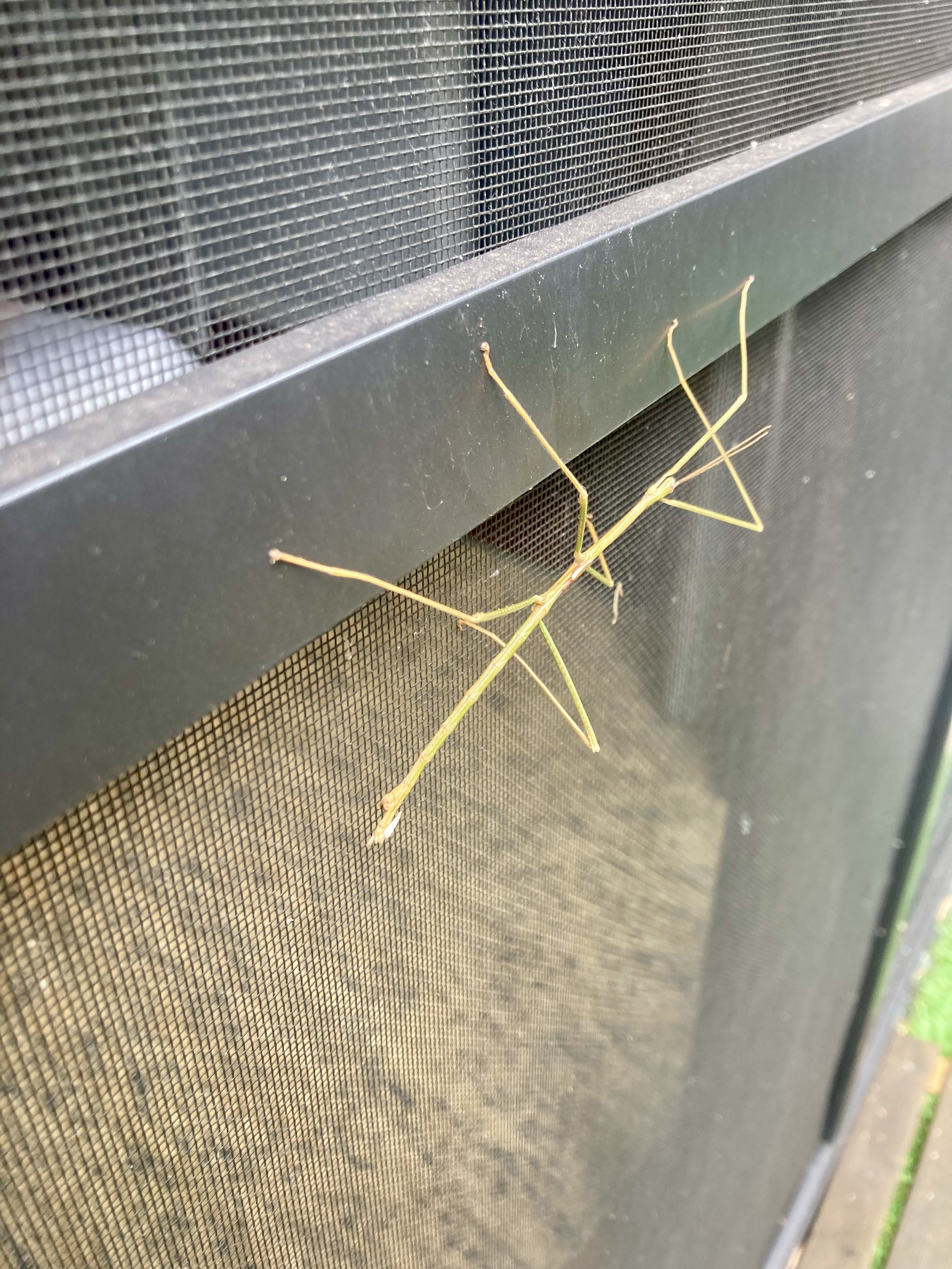 Australian Stick insect (Walkingstick)