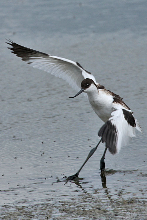 Avocet