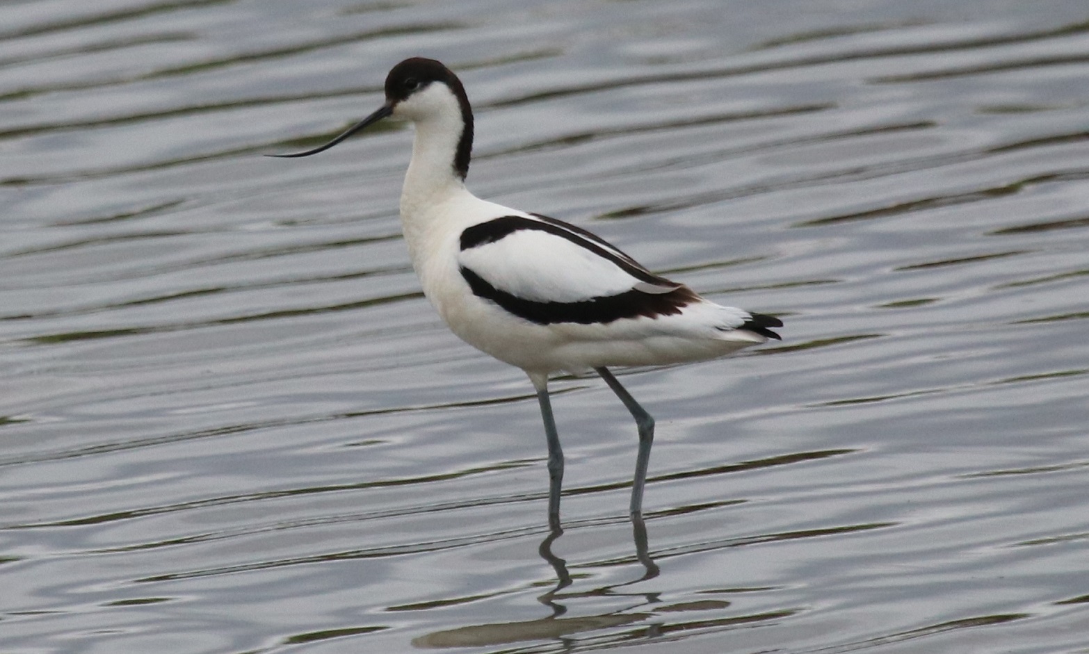 Avocet