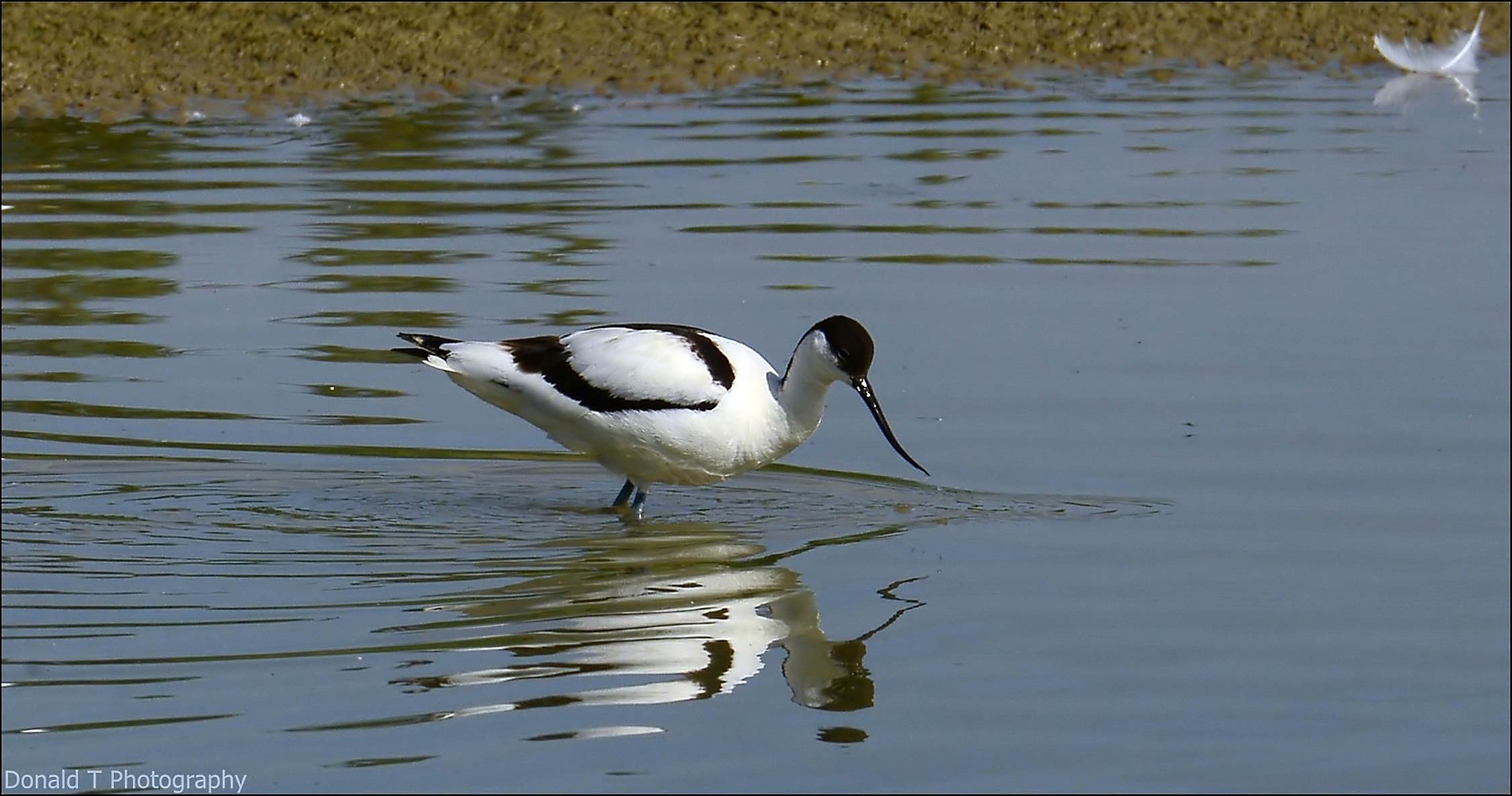 Avocet | BirdForum