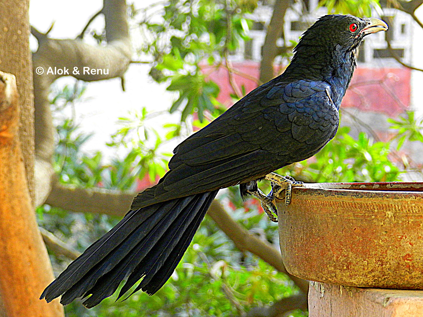 Balcony Biodiversity ...