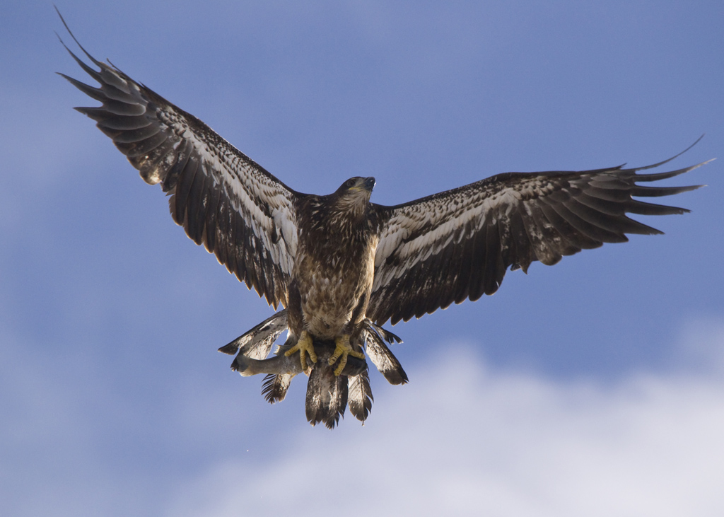 Bald Eagle (imm) with Catch