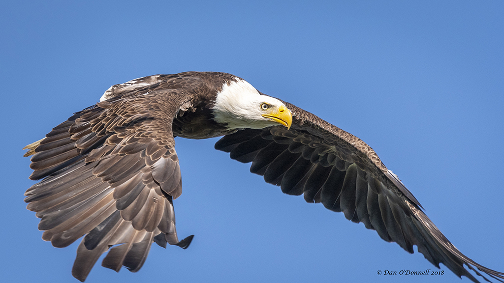 Bald Eagle in Flight