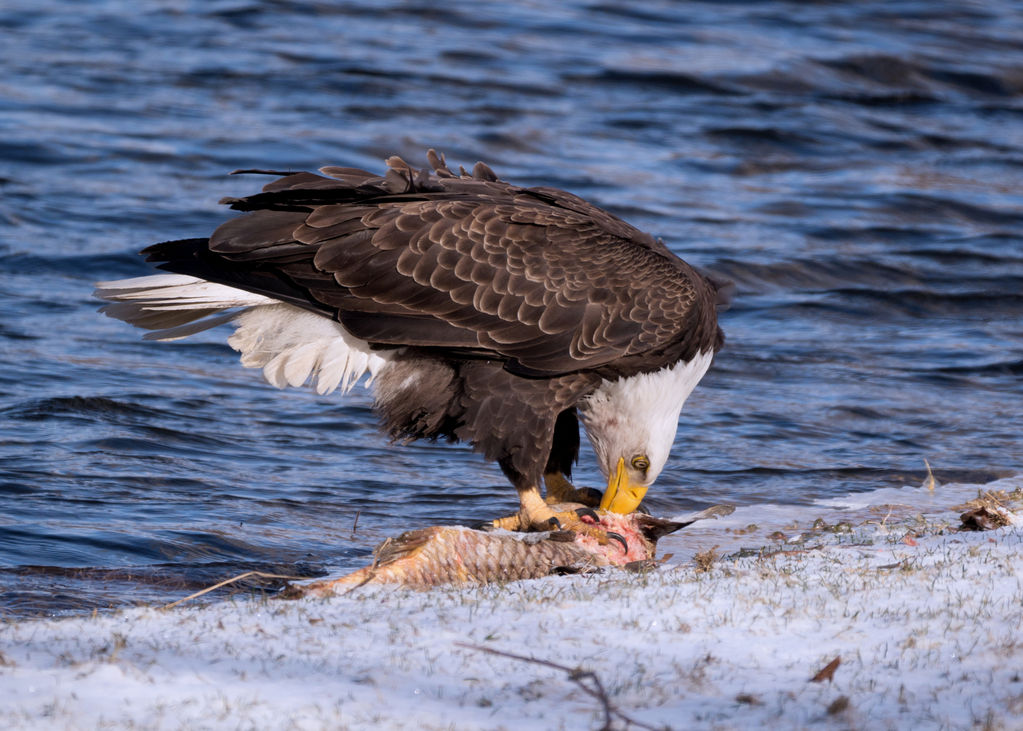 Bald Eagle with Carp