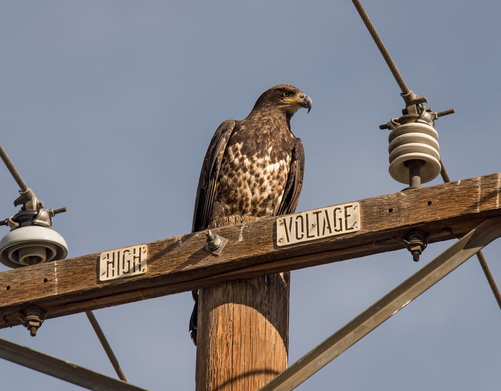 Bald Eagle