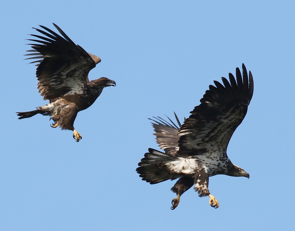 Bald Eagle