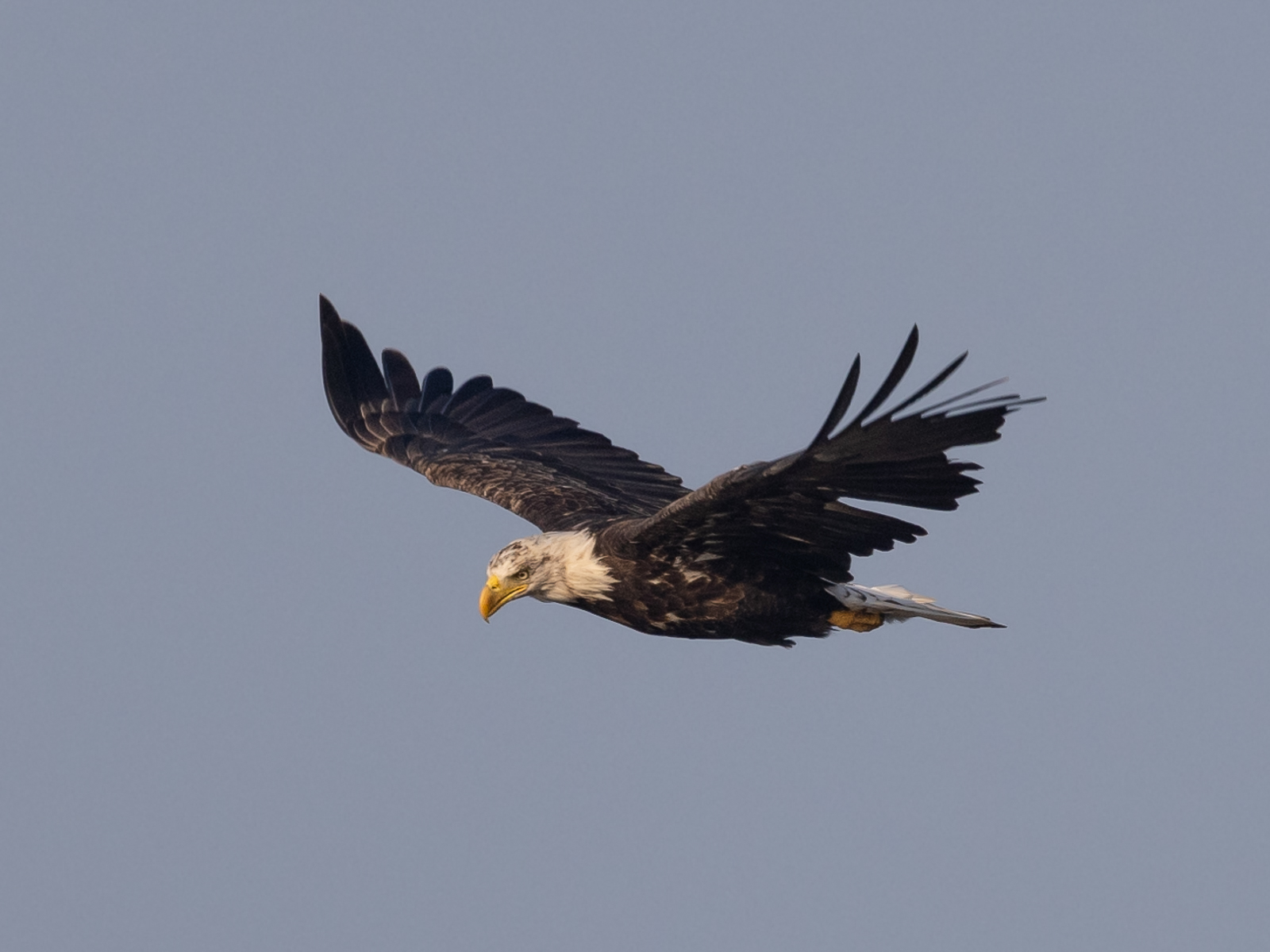 Bald Eagle