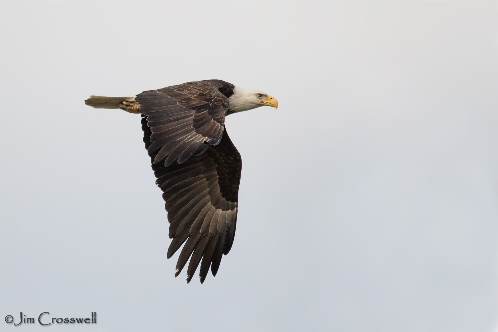 Bald Eagle