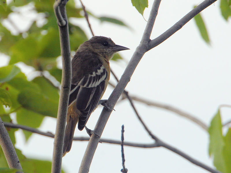 Baltimore Oriole, First Year Female 