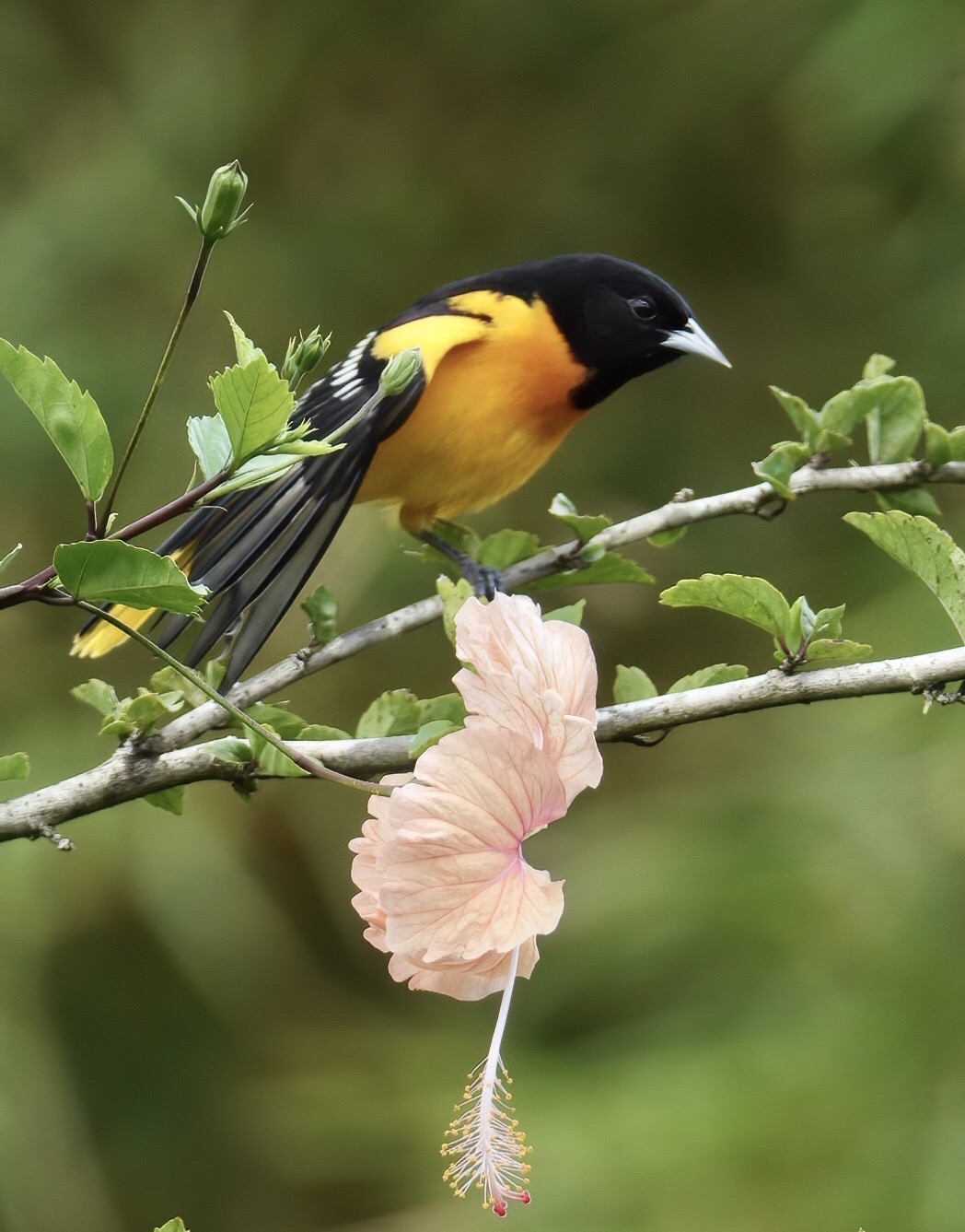 Baltimore Oriole In the Hibiscus hedge