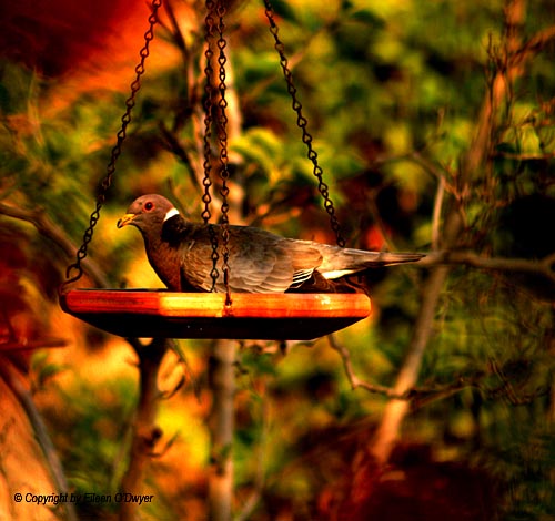 Band Tailed Pigeon