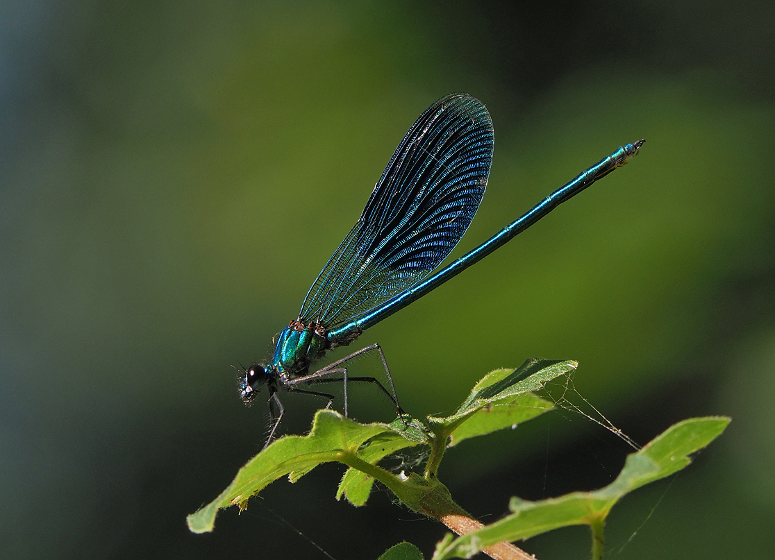 Banded Demoiselle | BirdForum