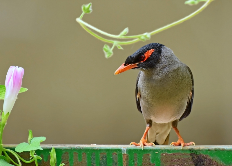 bank myna