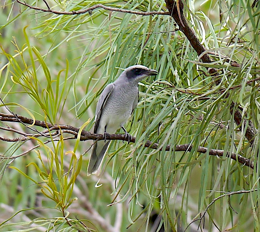 Bar bellied Cuckoo shrike