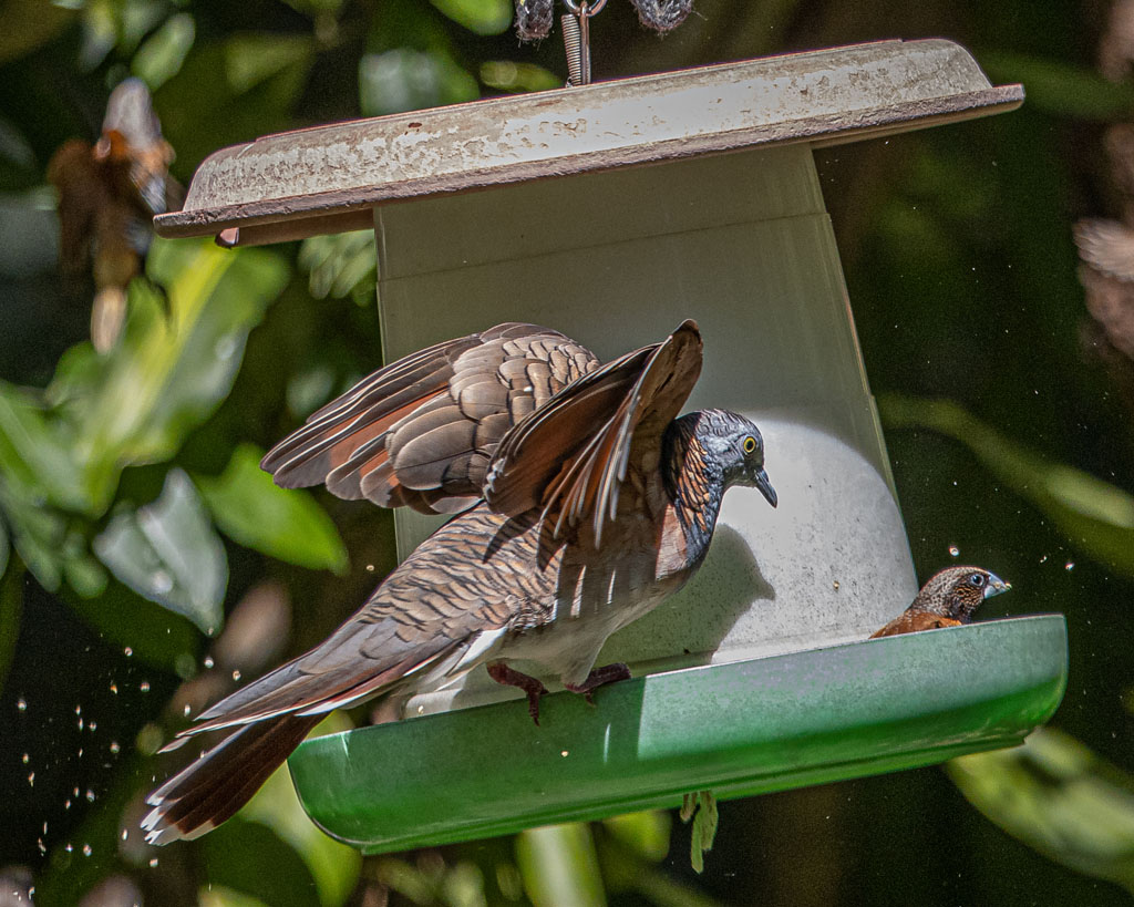 Bar-shouldered Dove