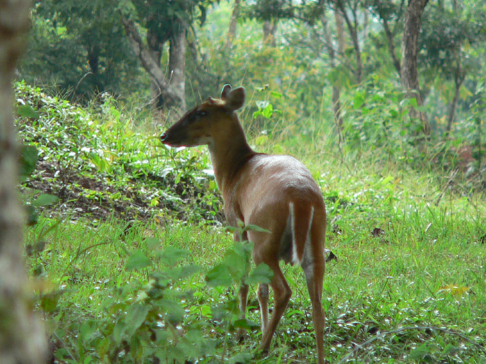 Barking Deer