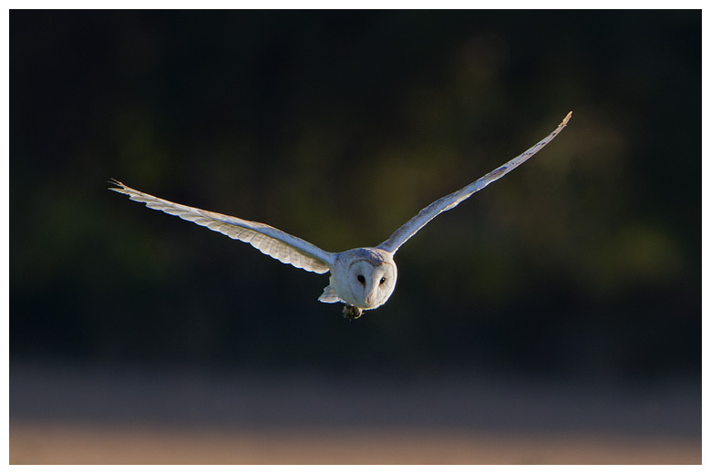 Barn Owl