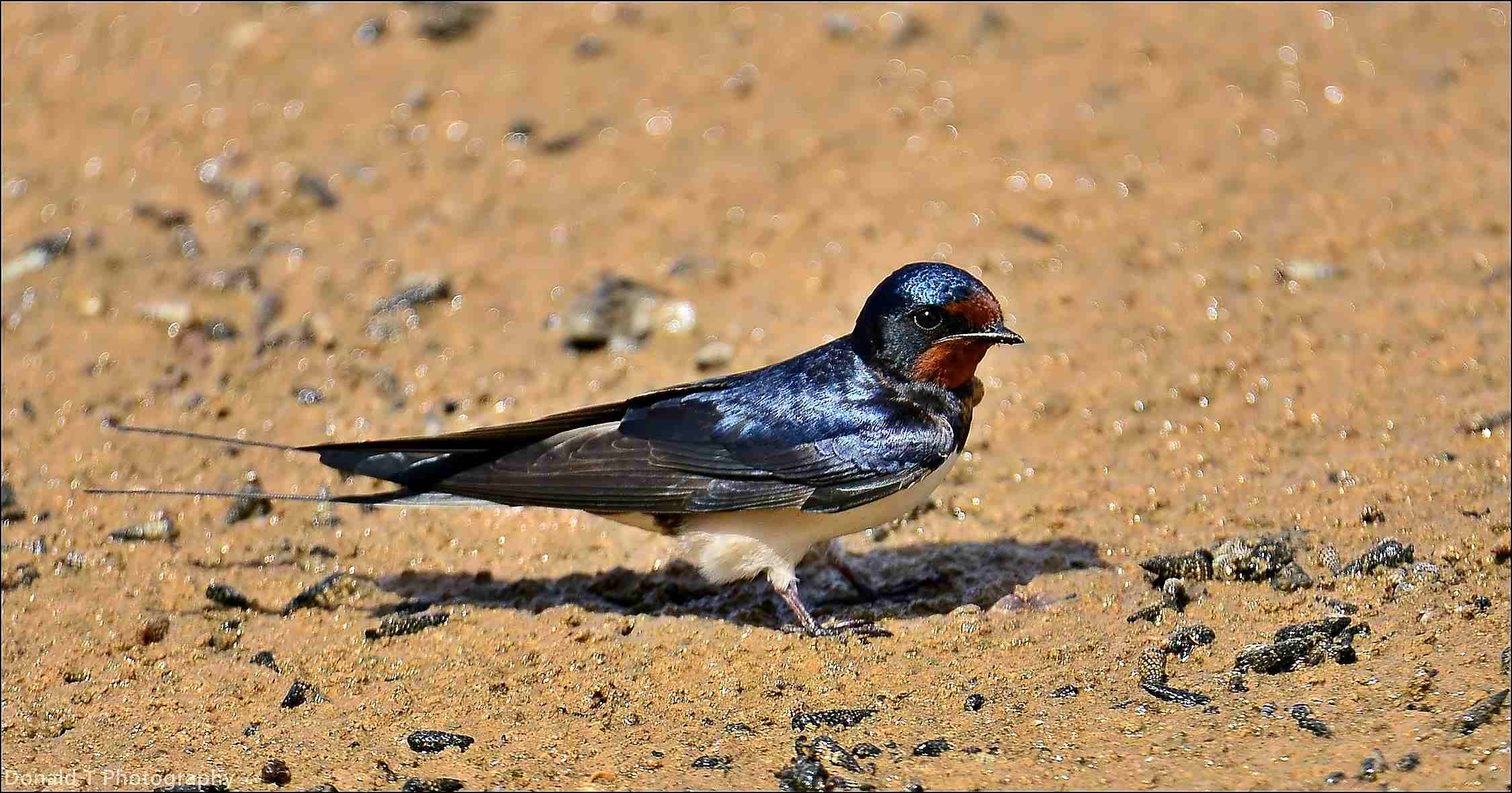 Barn Swallow. | BirdForum