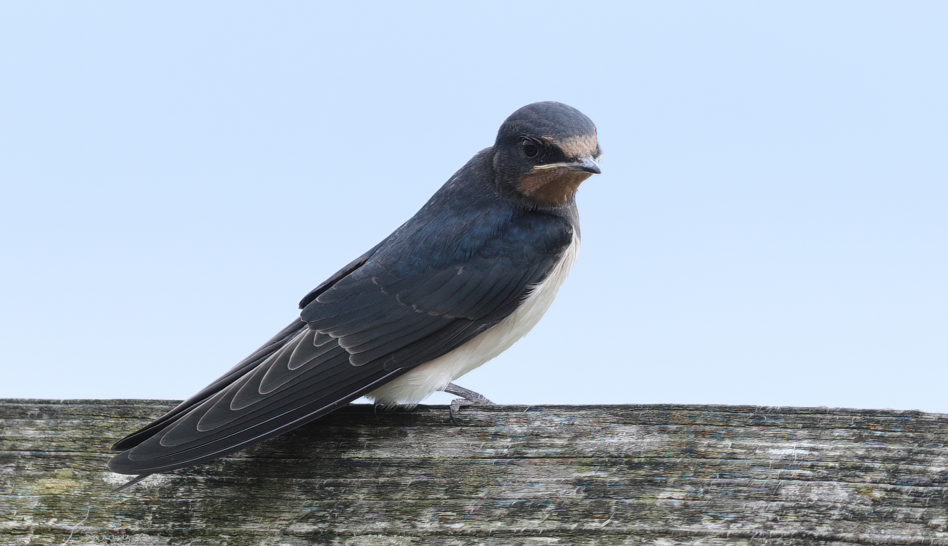 Barn swallow