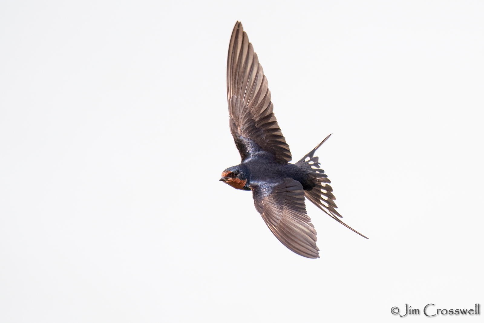 Barn Swallow