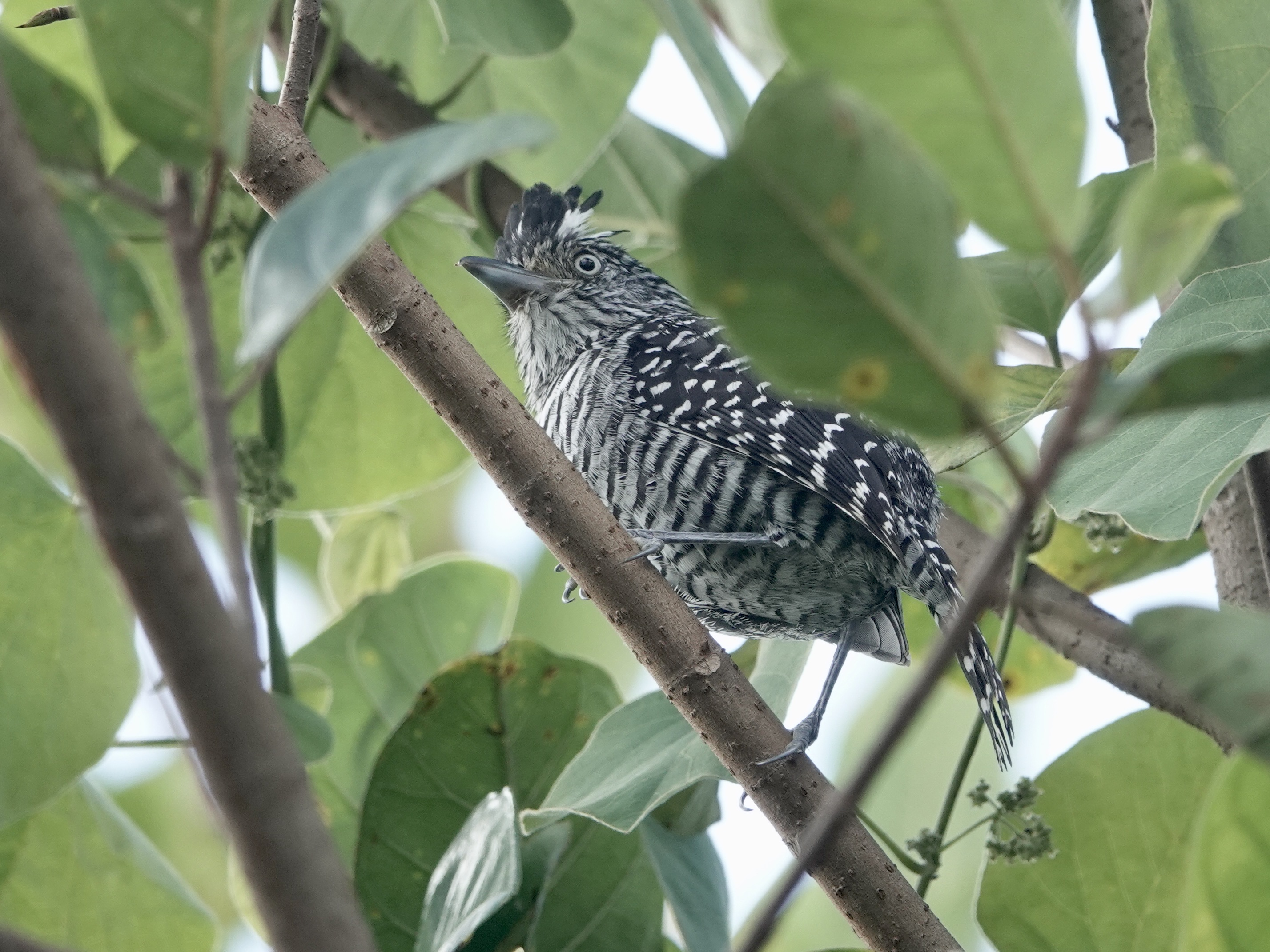 Barred Antshrike