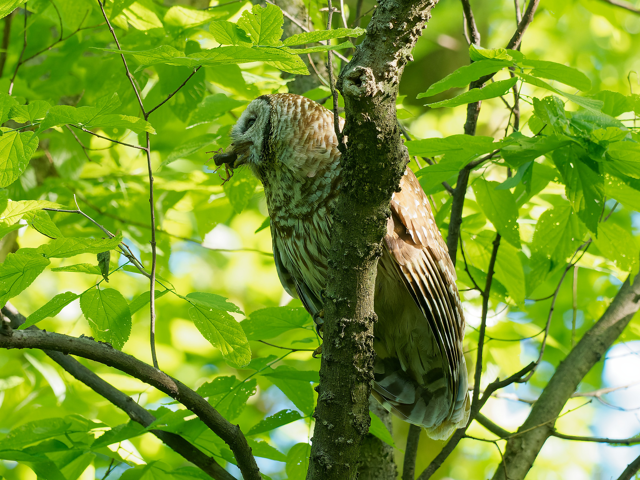 Barred Owl with Crayfish.jpg