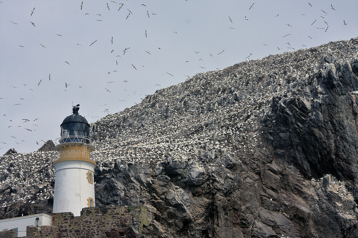 bass-rock-birdforum