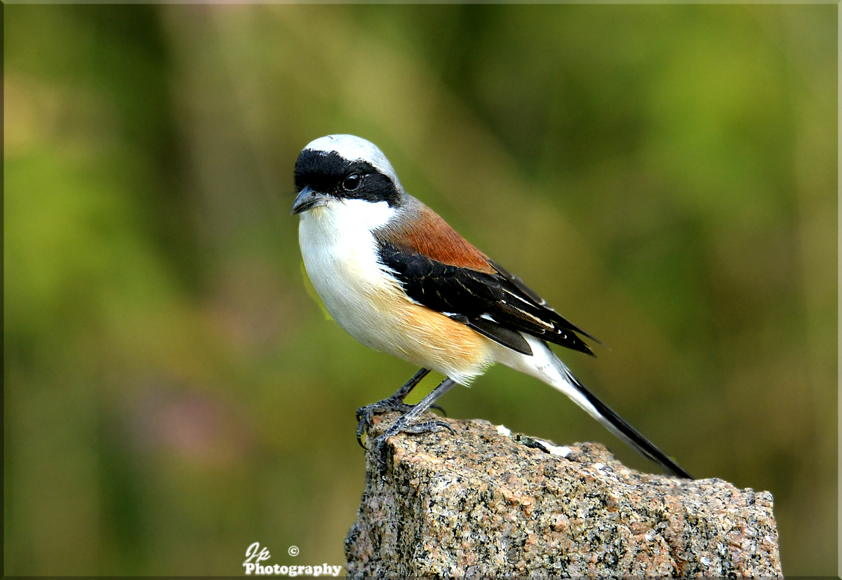 Bay-backed Shrike