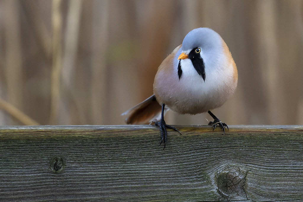 Bearded reedling (male)