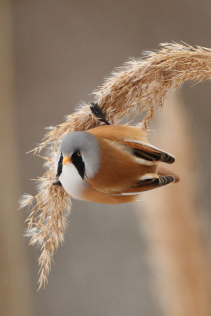 Bearded Tit