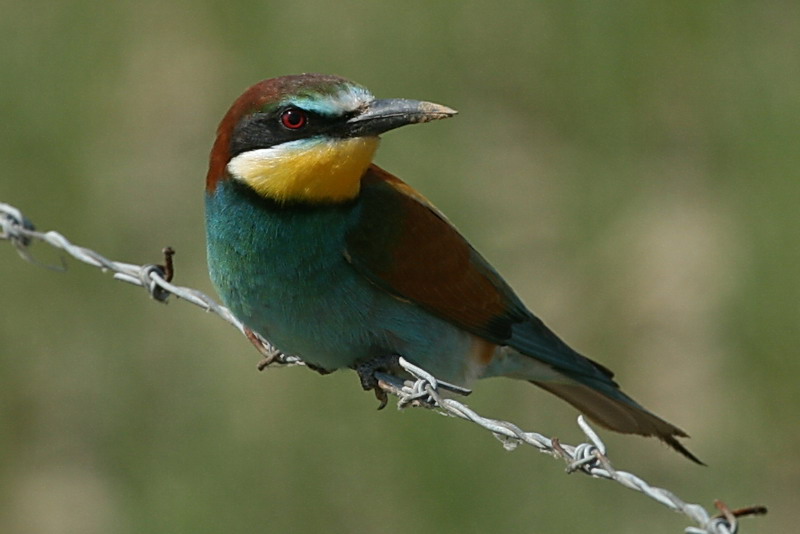 Bee-eater