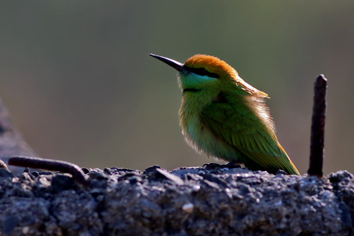 Bee eater