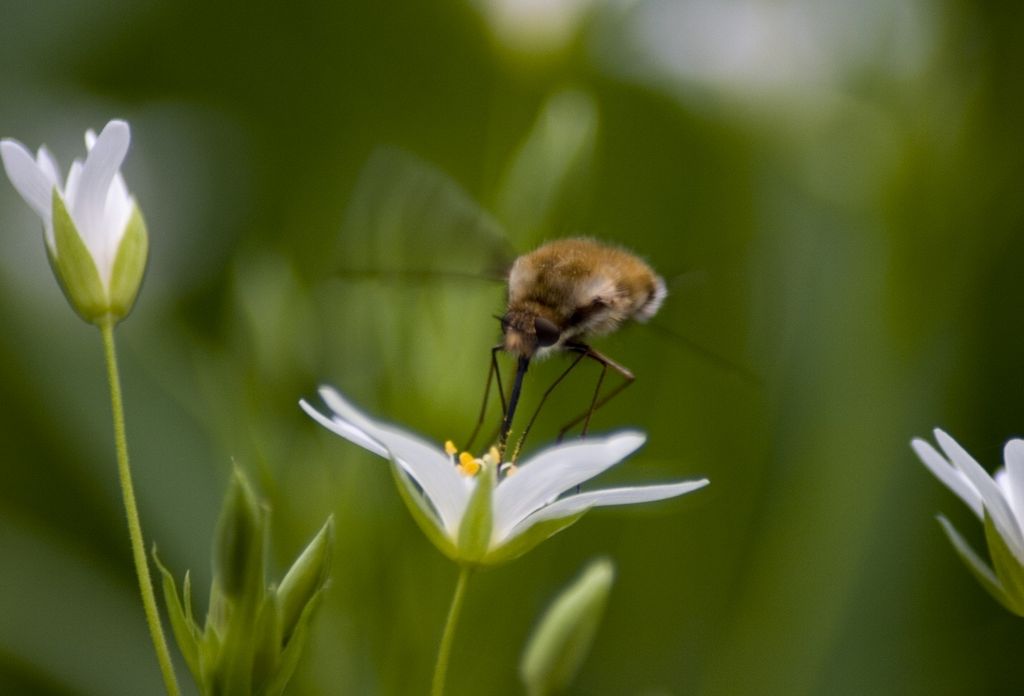 Beefly