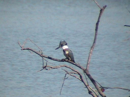 Belted Kingfisher