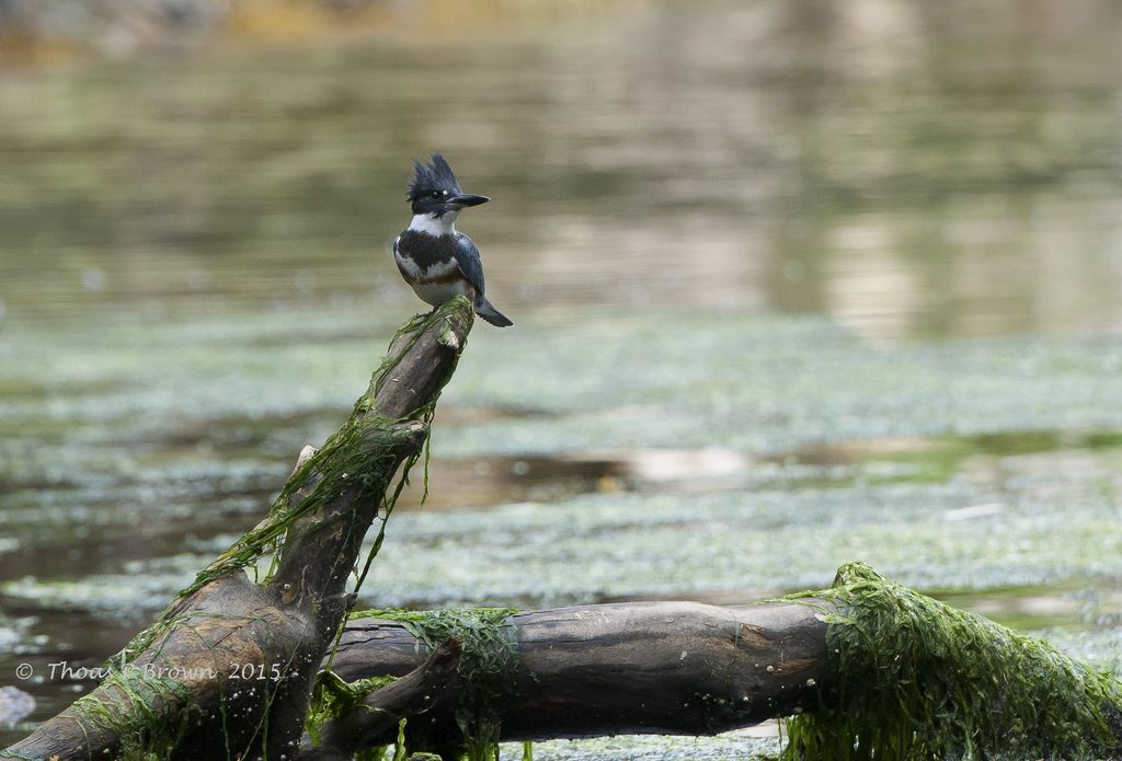 Belted Kingfisher